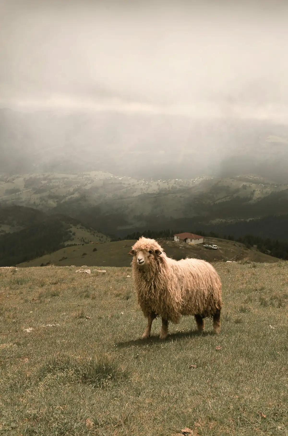 A sheep on a green plateau and a mountain house under the mist in Giresun