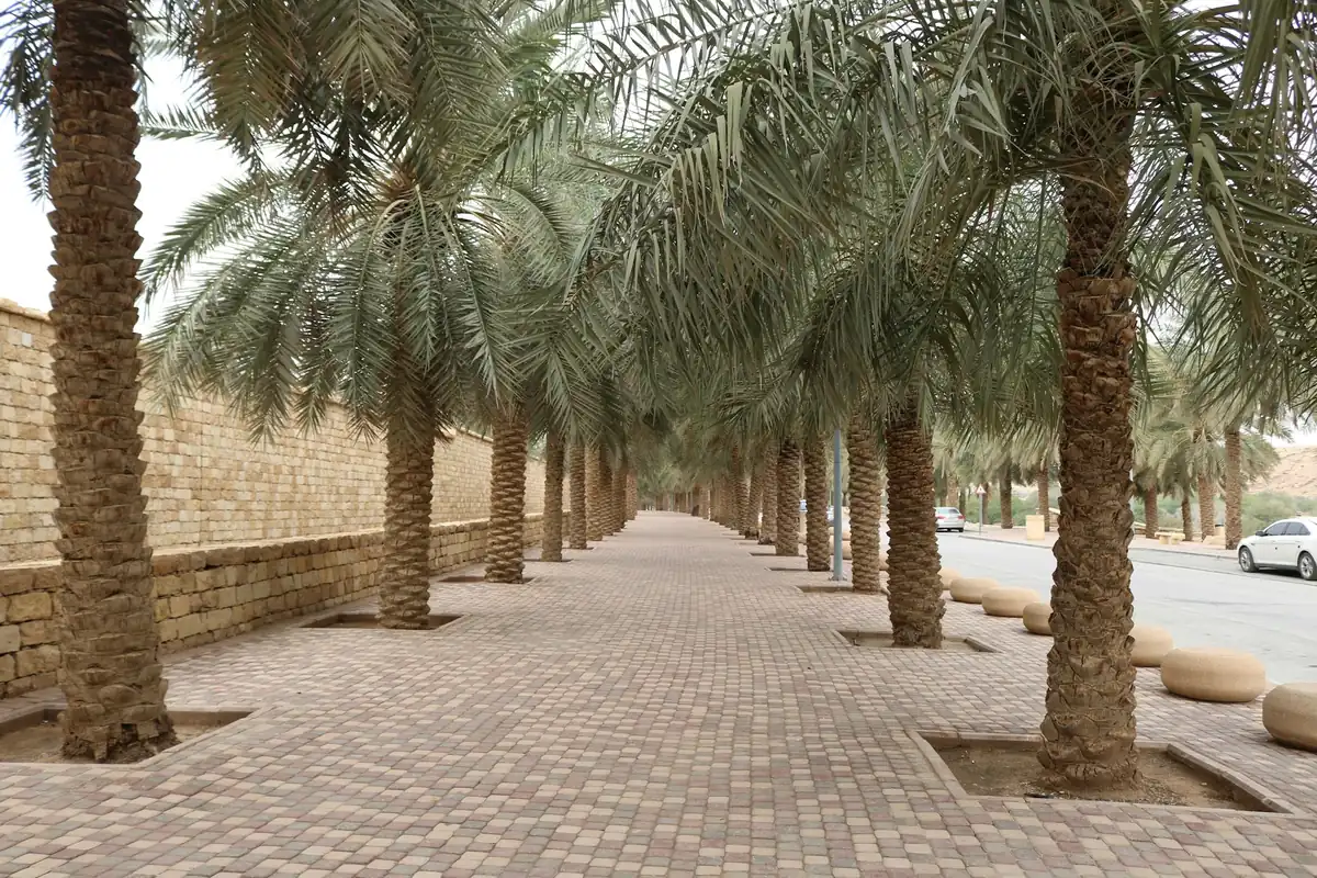 ممشى بين النخيل في وادي حنيفة بالرياض